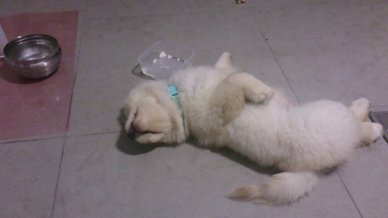 sleepy chow chow