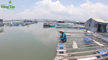 Đi Câu Cá Úc Trên Bè Cá Chà Và Long Sơn Vũng Tàu