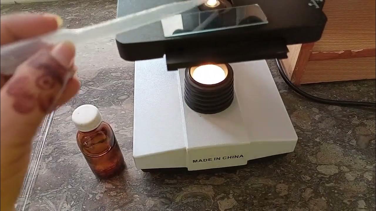 How to apply immersion oil on a 100x lens. YouTube