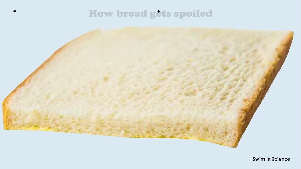 Science Story Time Experiment: Bread and Mold, Video #51121