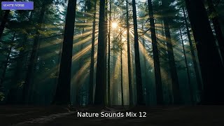 🌲 Tranquil Harmony: Embrace Nature's Embrace | 1 Hour Forest Meditation Mix