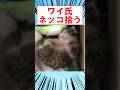 ワイ氏、ネッコ拾う #shorts #2ch #猫