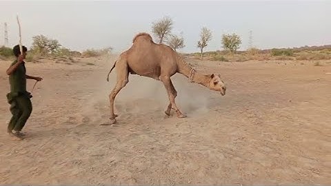 Angry Camel | Camel Life | @desertdiaries1