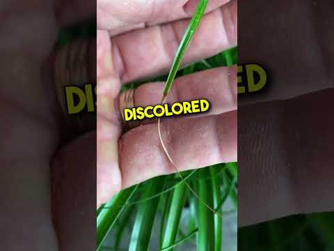 Video: Ponytail Palm Bonsai Care - Trimming Ponytail Palms rau hauv Bonsai Specimens