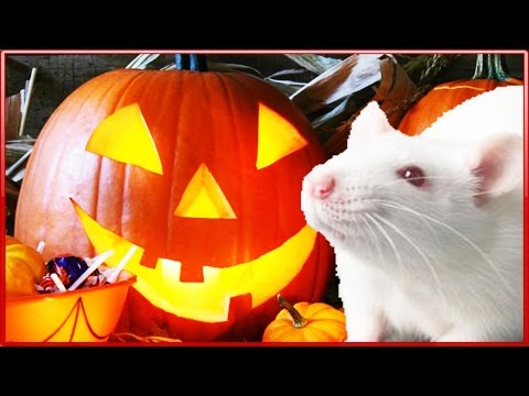 Видео: Хэллоуин Крыска на празднике Играем в доктора Лечим крыску Хеллоуин 2016