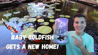 BABY BLACKMOOR GOLDFISH Gets A *New Home* (1,000 Gallon Pond)