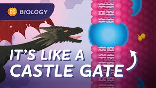 How Does Stuff Get Into Your Cells? (Cell Membranes): Crash Course Biology #24 by CrashCourse 60,554 views 4 months ago 13 minutes, 20 seconds