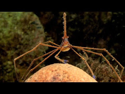 Facts: The Arrow Crab