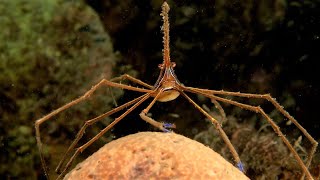 Facts: The Arrow Crab