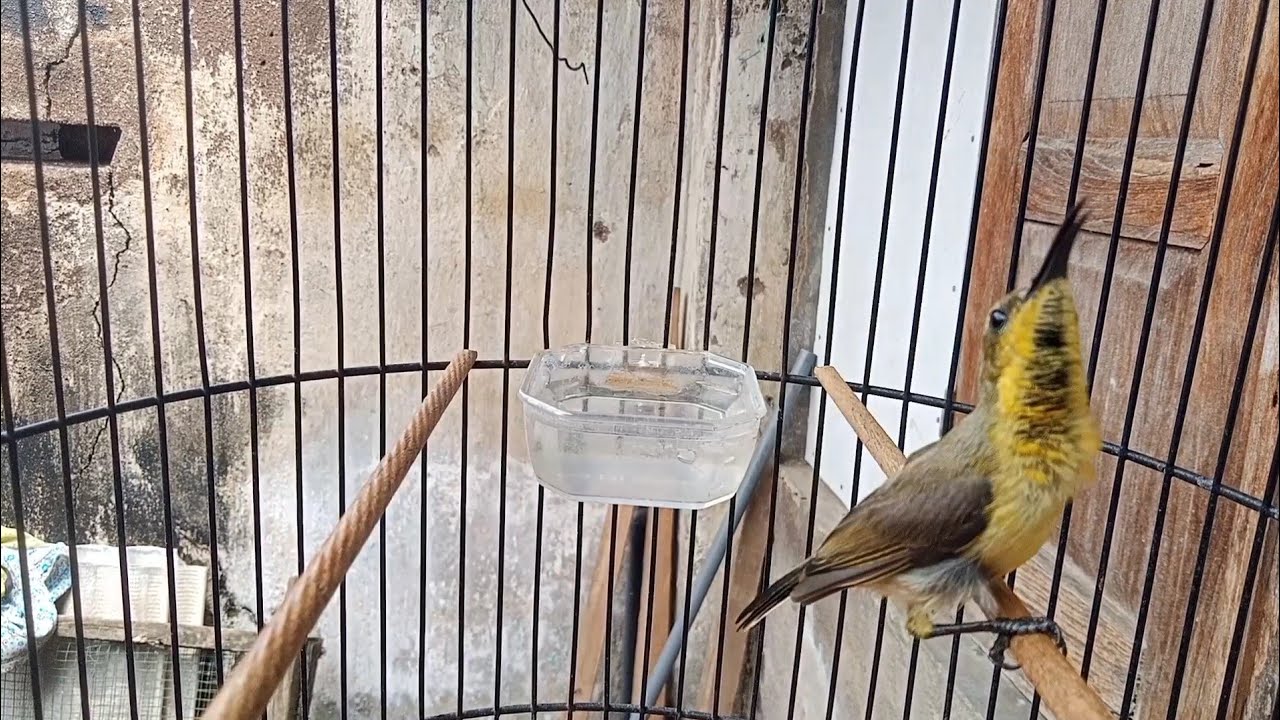 Gimana cara penjinakan sogon?