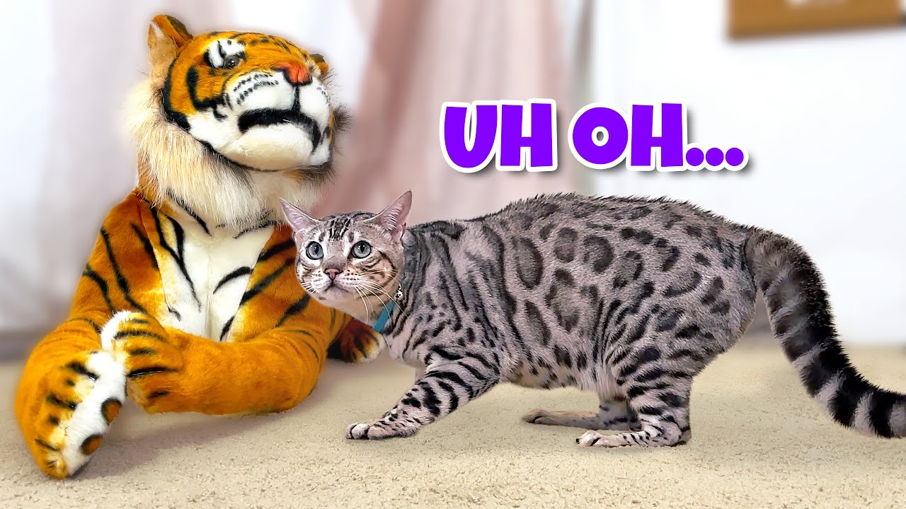 Bengal Cat vs Bengal Tiger Prank (Original Video) YouTube