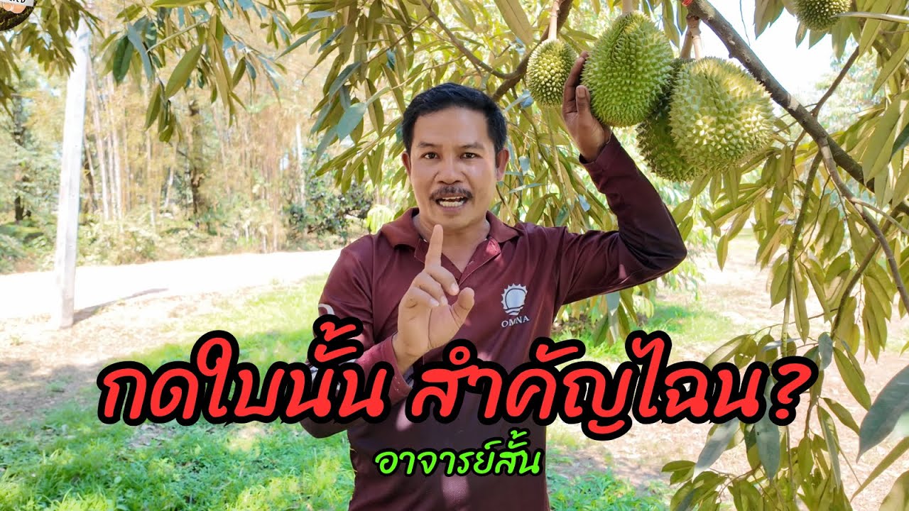 เค้าถามว่า “กดใบ