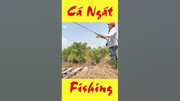 Cá Ngát Cần Giờ Quá Thú Vị #Shorts