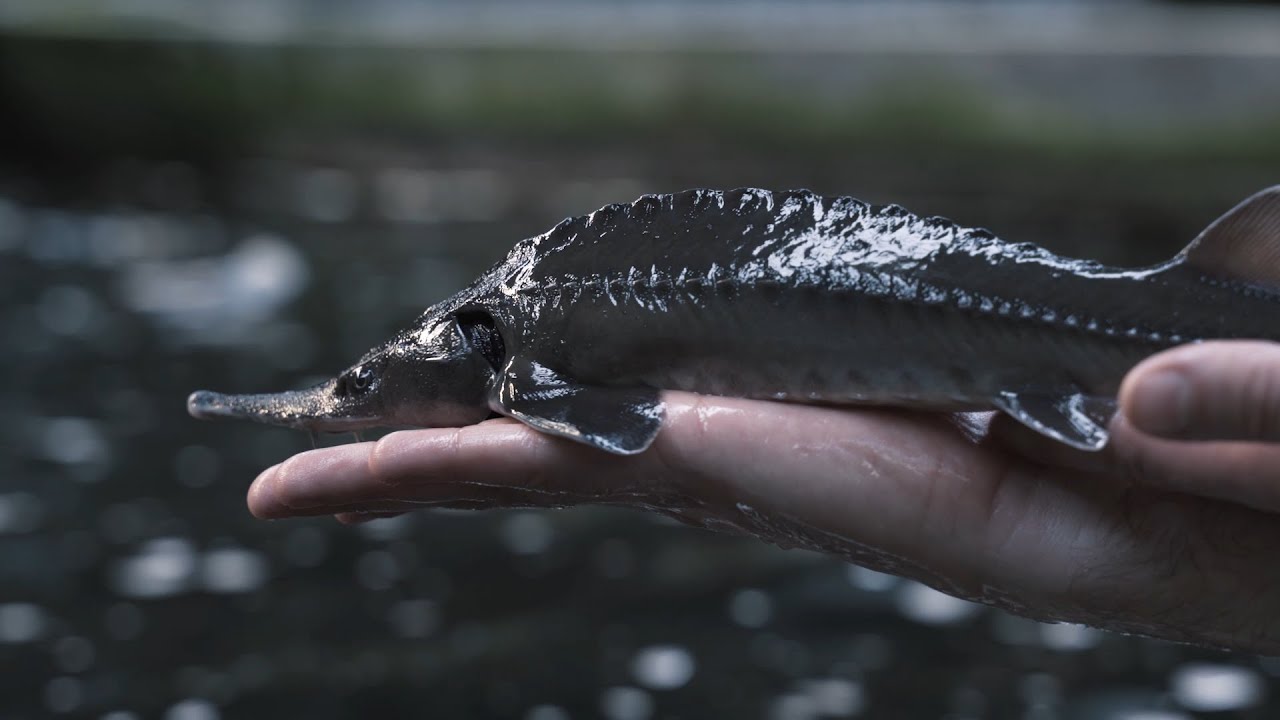 弊社の歴史 Royal Belgian Caviar