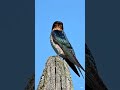 Swallow #forest #video #viral