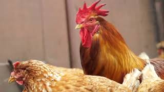 The Other Side Of The Company Nasha Ryaba