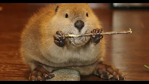 ビーバー 鳴き声 Mp3 ビーバー 鳴き声 Mp3