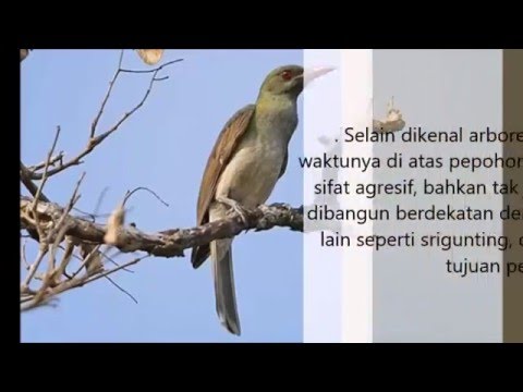 Kicauan Kepodang Timor Youtube