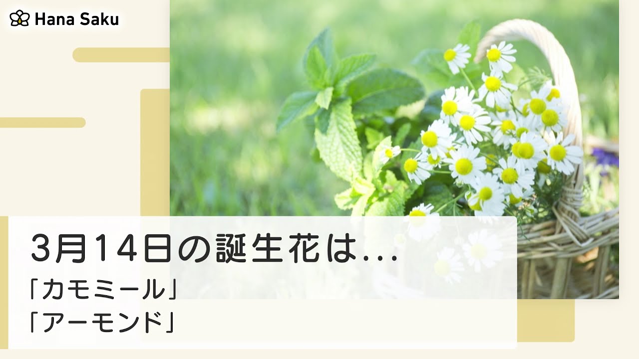 3月14日の誕生花 花言葉の由来 誕生日の有名人 何の日かも解説 Hanasaku