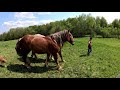 Коні Ваговози. ЖЕРЕБЕЦЬ ДЛЯ ПАРОВКИ/STALLION AND MARE/КОНІ В УКРАЇНІ