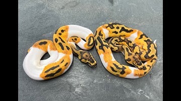 First Hatchling Ball Pythons of 2022- Clown Pieds with some crazy colors you gotta see!