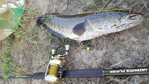 Câu cá ở hàn quốc