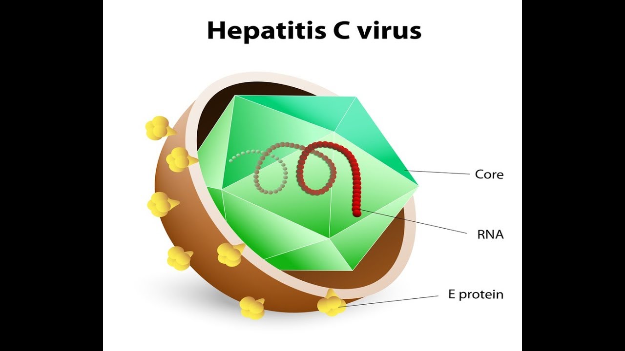 Вирусы вызывающие гепатит. Возбудитель гепатита а. Вирус гепатита в. Строение вируса гепатита c. Вирусный гепатит а возбудитель.