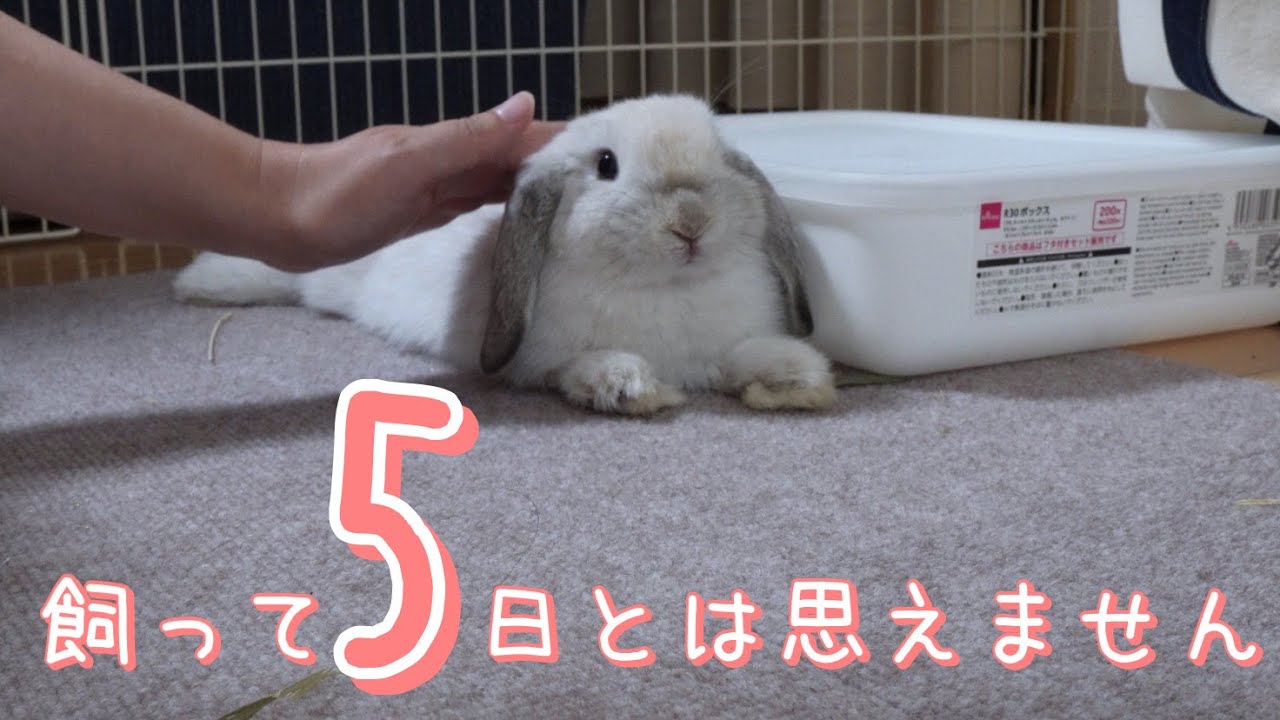 飼って5日の赤ちゃんうさぎがまたすごいことに…❗【ホーランドロップ