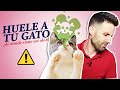 4 PARTES de TU GATO que HUELEN MAL y cómo prevenirlo 🐈👃🏽| Huele sus orejas, boca, cuerpo y donut 🍩