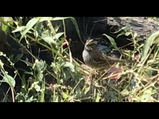 Belle Isle Nature Center | Notes from the Nature Center: White-Throated Sparrows