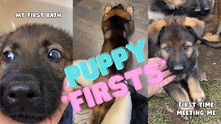 German Shepherd Puppy Experiences Many Firsts