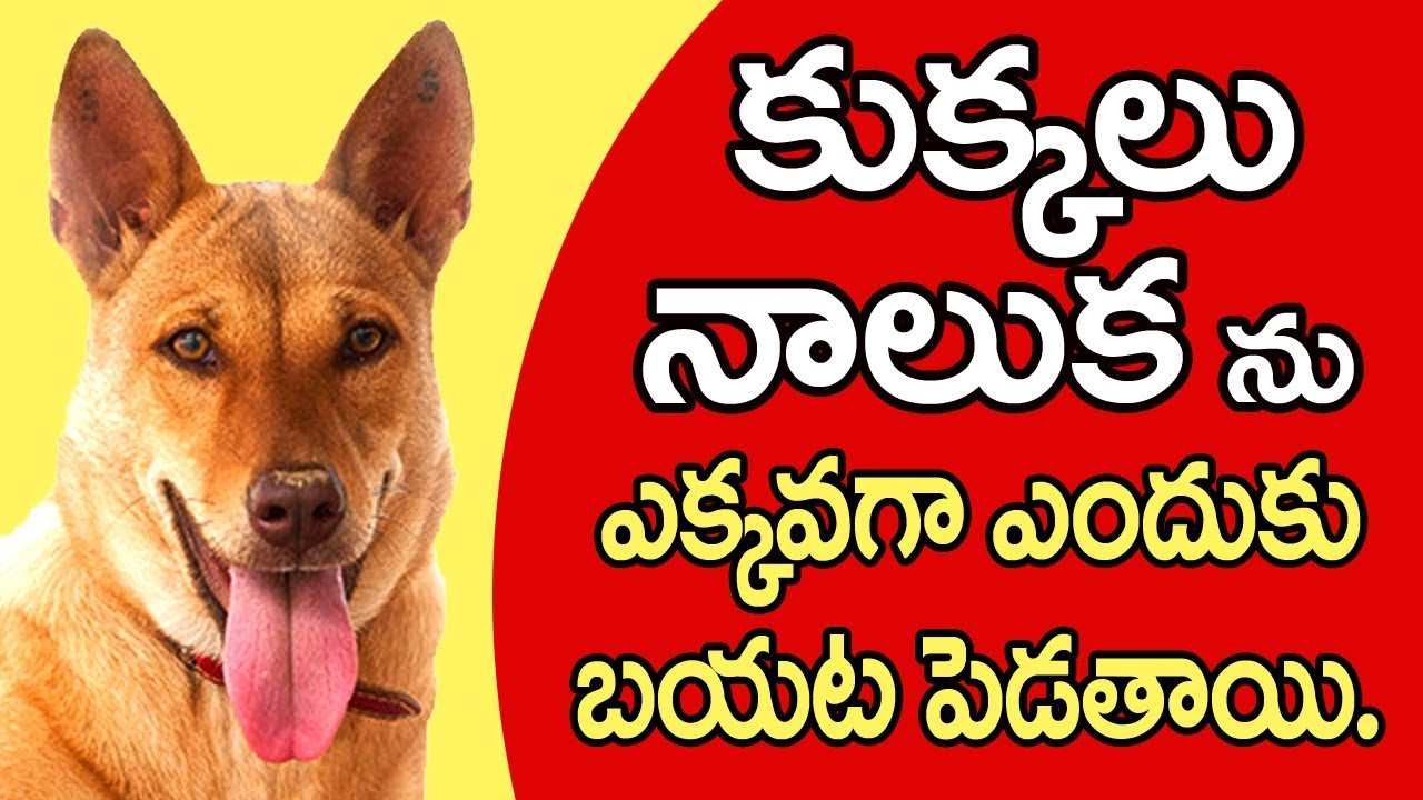 కుక్కలు నాలుకను ఎందుకు? బయట పెడుతుంటాయి | Dog Facts in Telugu