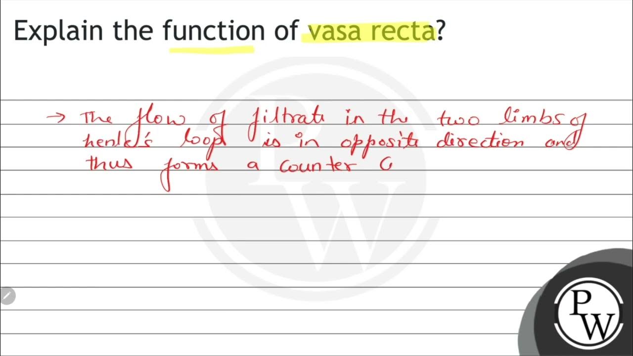 Explain the function of vasa recta? YouTube