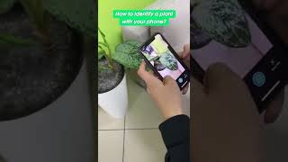 Identify the plant using your phone. Link to app in the first comment. screenshot 5