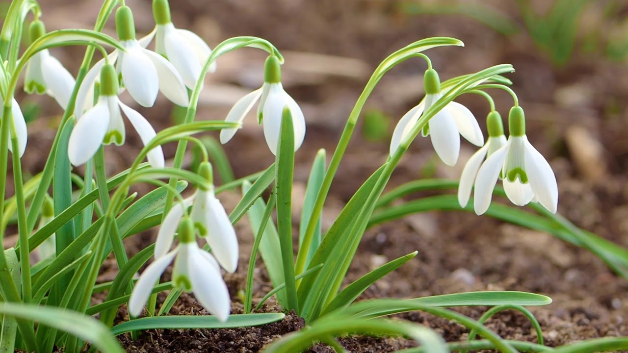 Schneeglöckchen im Frühlingswind YouTube