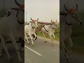 jhota buggi ki race #viral #video#shortsvideo