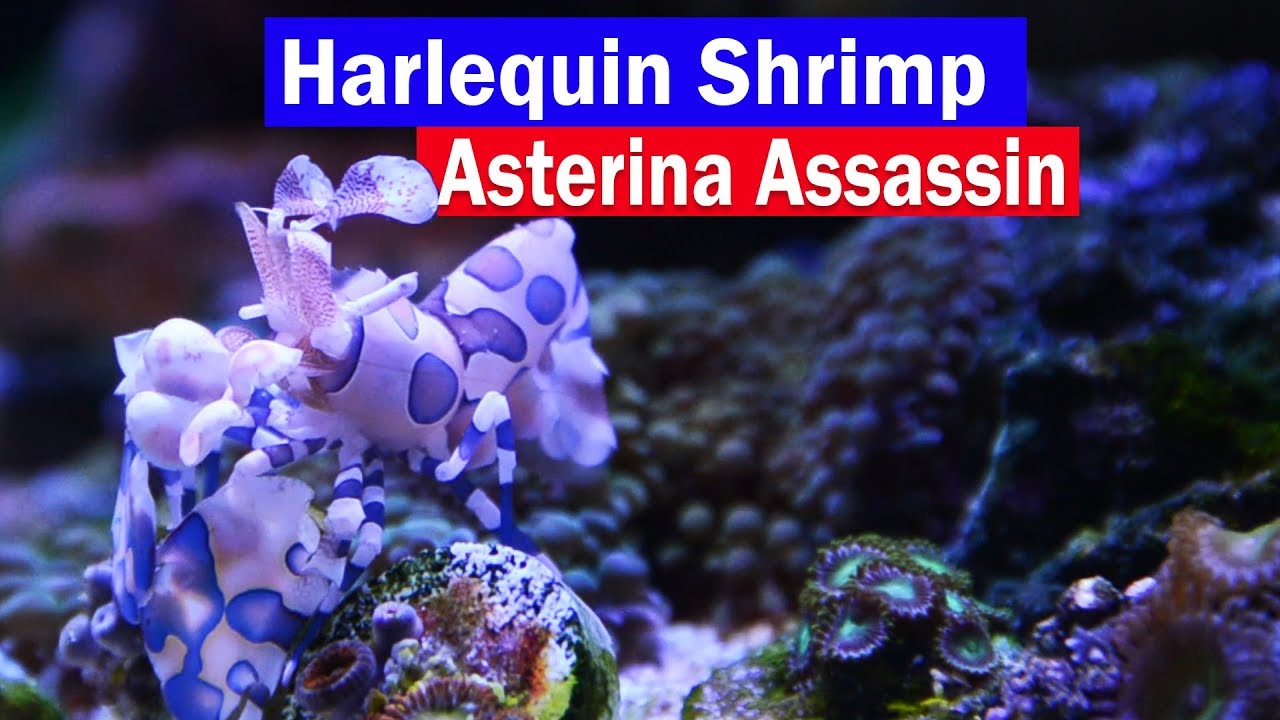 Harlequin Shrimp Asterina Starfish Eating Reef Tank In Harlequin Shrimp Asterina Starfish Eating Reef Tank In Control Those Little White