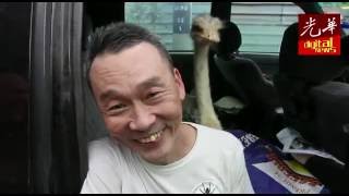 一“跑”而红的鸵鸟 原来是个鬼灵精