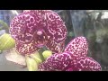 Отличный завоз орхидей в Бауценр