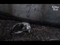 Cat Stuck Inside The Drain Hole | Animal in Crisis EP20