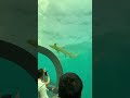 Tiger shark spotted in the underwater restaurant Maldives