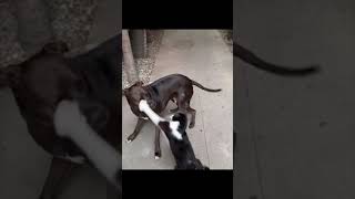 Funny Cats vs Dogs  || Best Funny Animals #shorts of 2023 #108