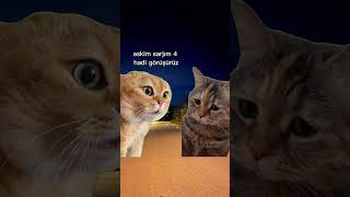 askim valla sarjim bitti🐱🐈 #shorts