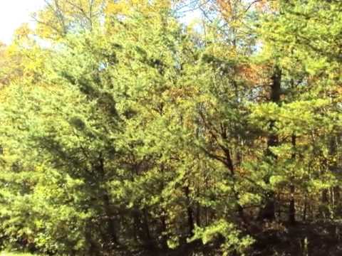 75 Cove Creek Rd, Florence, AL home video tour