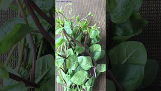 Malabar Spinach (Ceylon Spinach) spinach vegetable