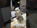Kiko resolveu latir e virou sensação nas redes!! #viral