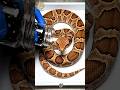 Tiny Beetles vs Giant Copperhead snake Skeleton Reveal #nature #experiment #satisfying