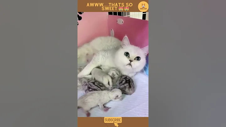 Video 11533691: laugh cats dogs funny, amazing baby cat