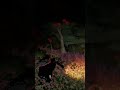 Crimson Desert - MYSTERIOUS BIRD LOCATION!?!?! WHAT IS THIS? #crimsondesertguide #secret #guide