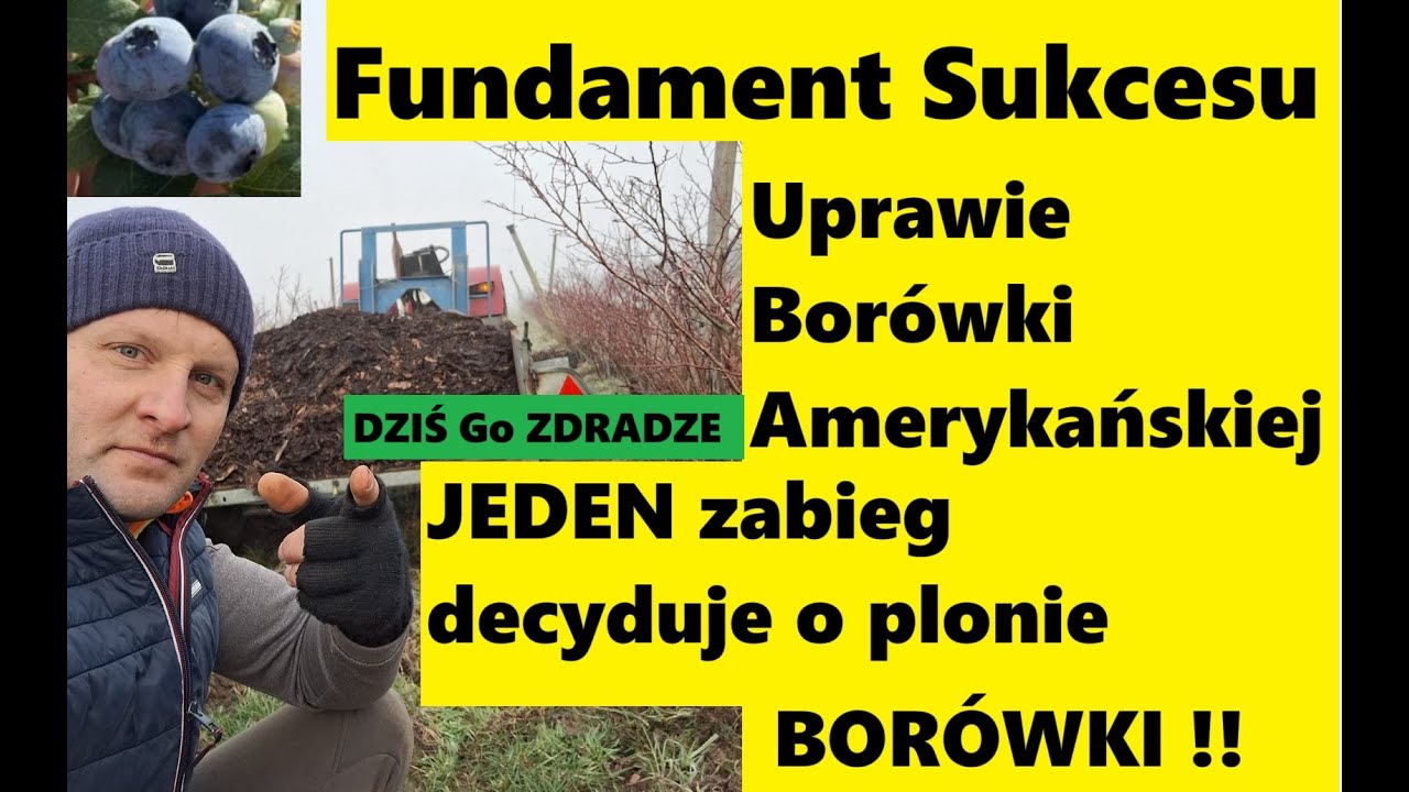 Самый важный секрет выращивания черники, о котором до сих пор мало говорят, — это метод, повышающ...